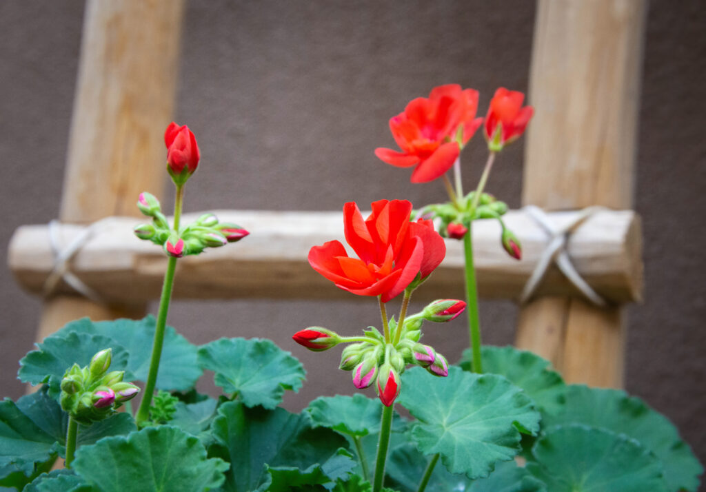 Red geraniums and a wooden ladder, scenes often seen on a Santa Fe Walking Tour with About Santa Fe.